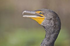 Double-crested Cormorant, Phalacrocorax auritus