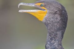 Double-crested Cormorant, Phalacrocorax auritus