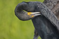 Double-crested Cormorant, Phalacrocorax auritus