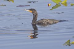 Double-crested Cormorant, Phalacrocorax auritus