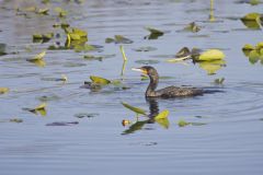 Double-crested Cormorant, Phalacrocorax auritus