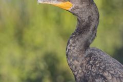 Double-crested Cormorant, Phalacrocorax auritus