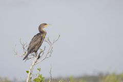 Double-crested Cormorant, Phalacrocorax auritus