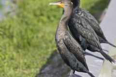 Double-crested Cormorant, Phalacrocorax auritus