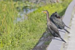 Double-crested Cormorant, Phalacrocorax auritus