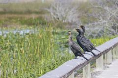 Double-crested Cormorant, Phalacrocorax auritus