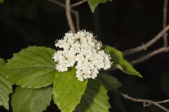 Downy Arrowwood, Viburnum rafinesqueanum