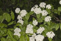 Downy Arrowwood, Viburnum rafinesqueanum