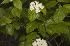 Downy Arrowwood, Viburnum rafinesqueanum