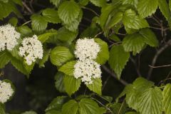 Downy Arrowwood, Viburnum rafinesqueanum