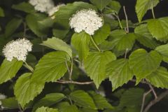 Downy Arrowwood, Viburnum rafinesqueanum