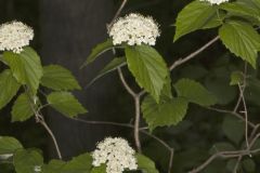 Downy Arrowwood, Viburnum rafinesqueanum