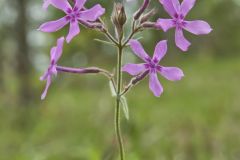 Downy Phlox, Phlox pilosa