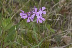 Downy Phlox, Phlox pilosa