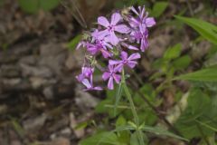 Downy Phlox, Phlox pilosa