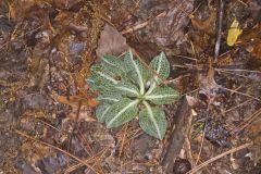 Downy Rattlesnake Plantain, Goodyera pubescens