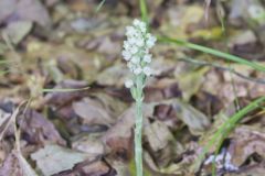 Downy Rattlesnake Plantain, Goodyera pubescens