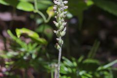 Downy Rattlesnake Plantain, Goodyera pubescens