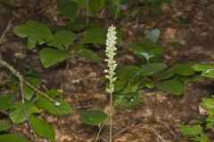 Downy Rattlesnake Plantain, Goodyera pubescens