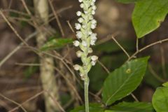 Downy Rattlesnake Plantain, Goodyera pubescens