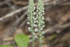 Downy Rattlesnake Plantain, Goodyera pubescens