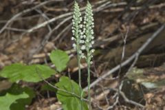 Downy Rattlesnake Plantain, Goodyera pubescens