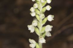 Downy Rattlesnake Plantain, Goodyera pubescens