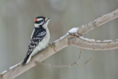 Downy Woodpecker, Picoides pubescens