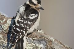 Downy Woodpecker, Picoides pubescens