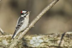 Downy Woodpecker, Picoides pubescens