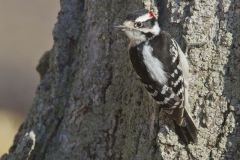 Downy Woodpecker, Picoides pubescens