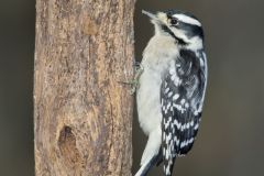 Downy Woodpecker, Picoides pubescens