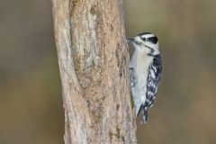 Downy Woodpecker, Picoides pubescens