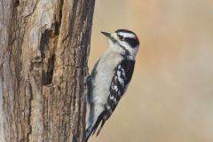 Downy Woodpecker, Picoides pubescens