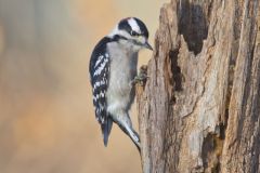 Downy Woodpecker, Picoides pubescens