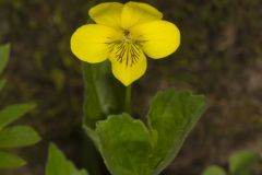 Downy Yellow Violet, Viola pubescens