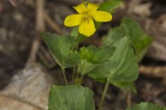 Downy Yellow Violet, Viola pubescens
