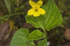 Downy Yellow Violet, Viola pubescens