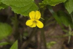 Downy Yellow Violet, Viola pubescens