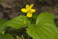 Downy Yellow Violet, Viola pubescens