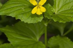 Downy Yellow Violet, Viola pubescens