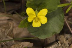 Downy Yellow Violet, Viola pubescens