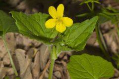 Downy Yellow Violet, Viola pubescens