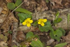 Downy Yellow Violet, Viola pubescens