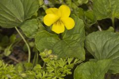 Downy Yellow Violet, Viola pubescens