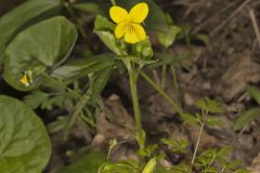 Downy Yellow Violet, Viola pubescens