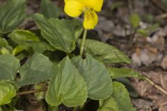 Downy Yellow Violet, Viola pubescens