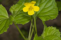 Downy Yellow Violet, Viola pubescens