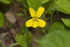 Downy Yellow Violet, Viola pubescens