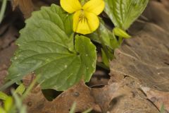 Downy Yellow Violet, Viola pubescens